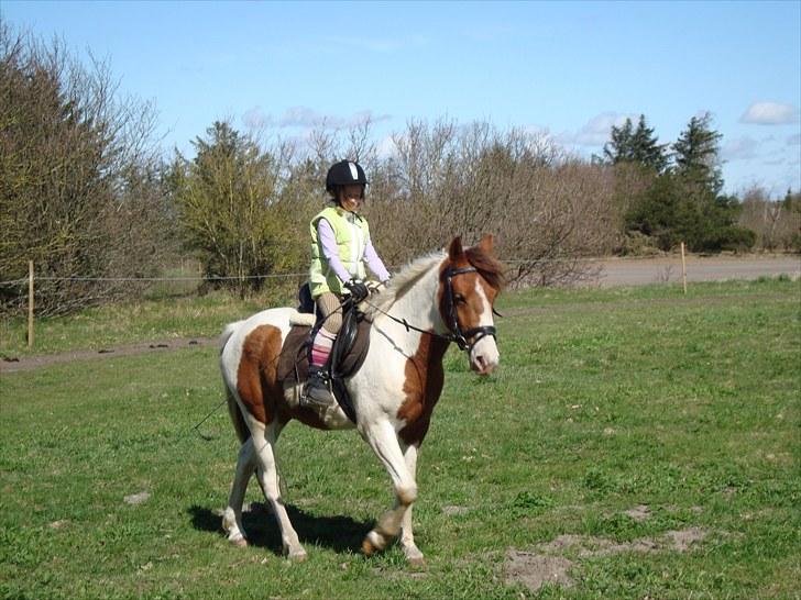 Anden særlig race Sunshine - jeg elsker det billede 4