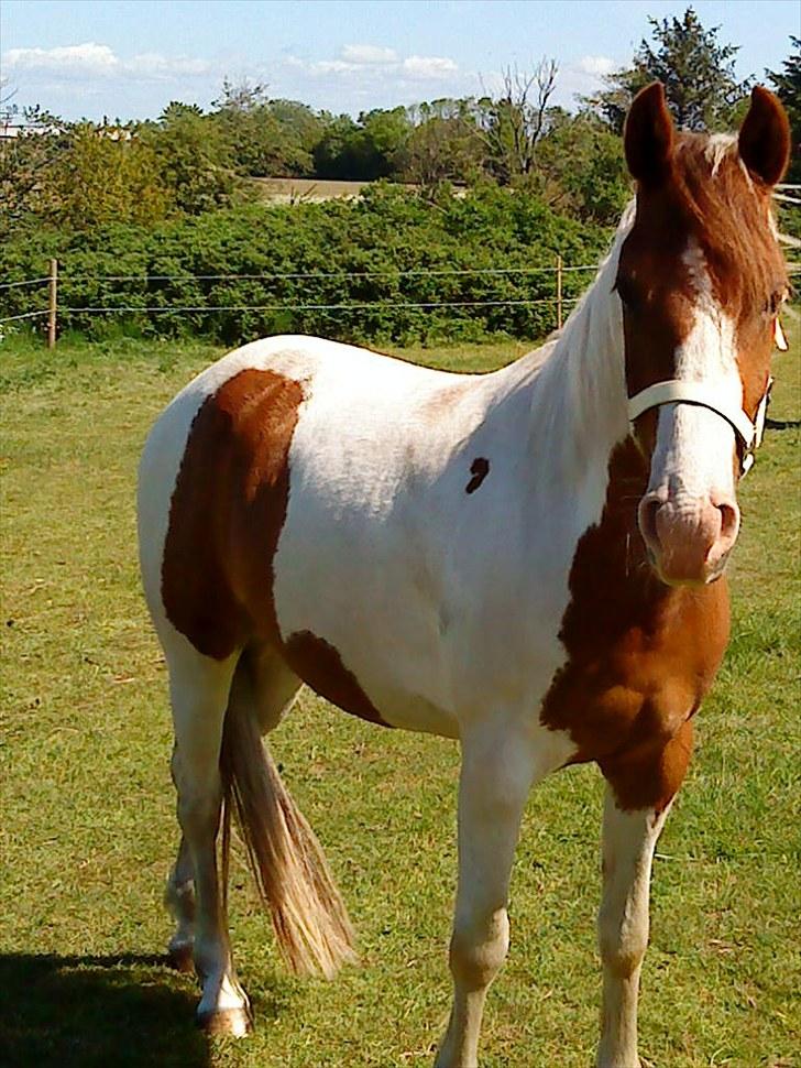 Anden særlig race Sunshine - jeg er lige blevet pused billede 5