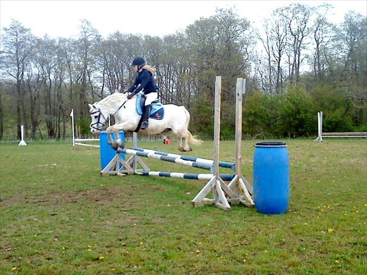 Welsh Pony (sec B) Edelweiss Sonny  - Stævne i rødding d. 9 maj:D LC Spring billede 19