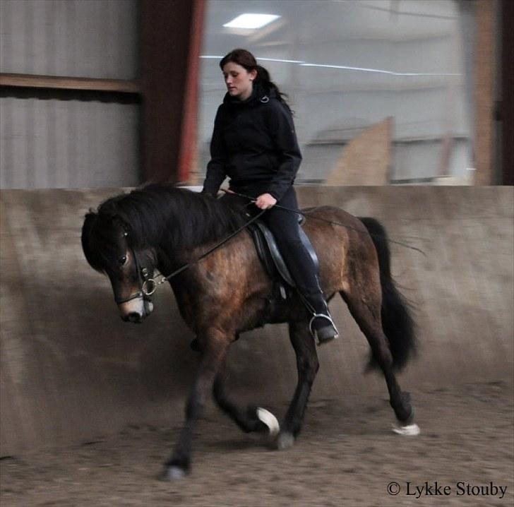 Islænder Faxi  f. Jægersborg-solgt - Maj-britt rider faxi. foto : Lykke Stouby billede 18