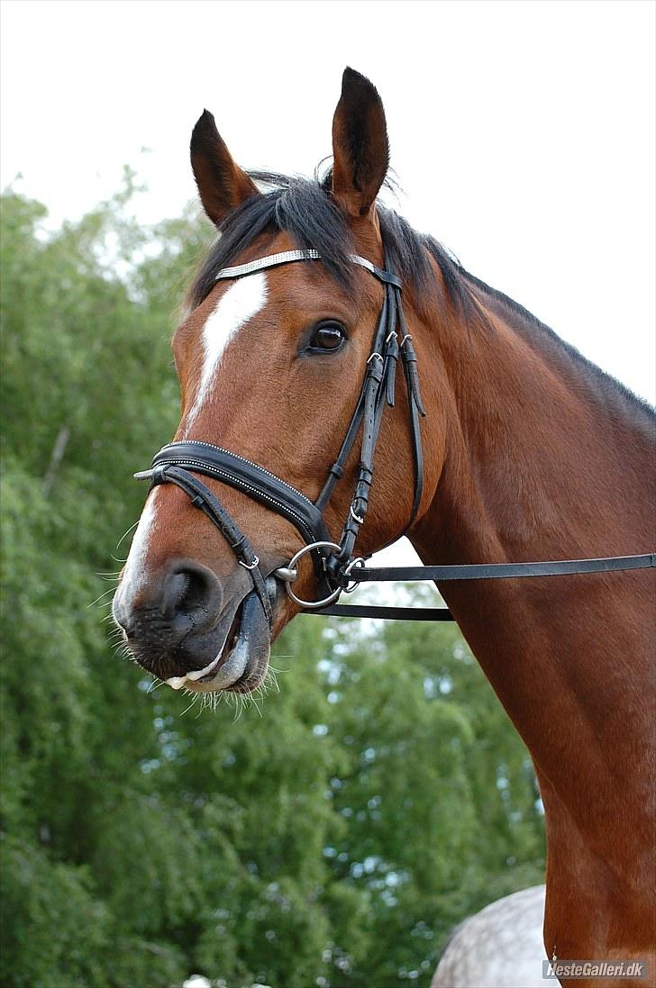Dansk Varmblod Fly me 2 the moon* solgt til USA* - foto maria billede 5