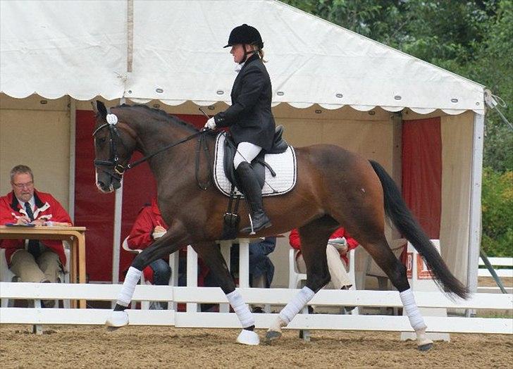 Dansk Varmblod Skovly's Alanta  - Sadelkåring d. 21 August billede 5