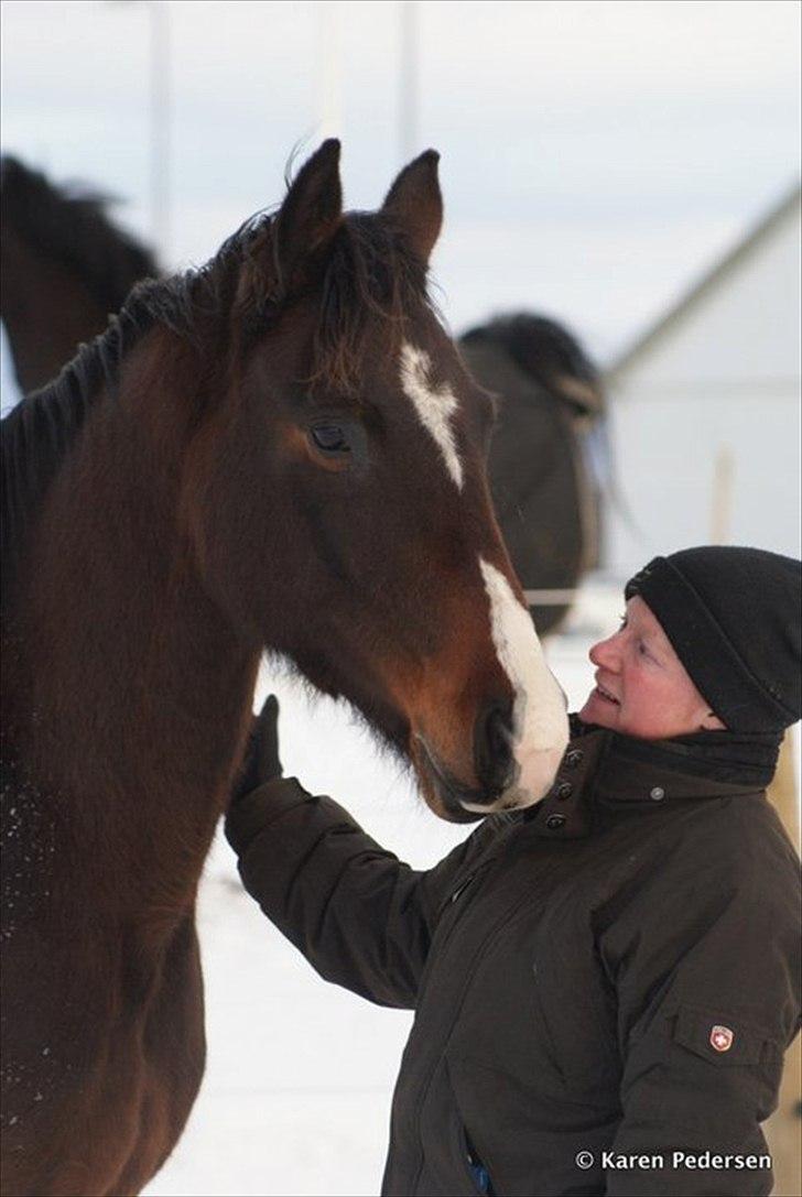 Dansk Varmblod Skovly's Alanta  billede 6