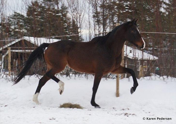 Dansk Varmblod Skovly's Alanta  billede 7