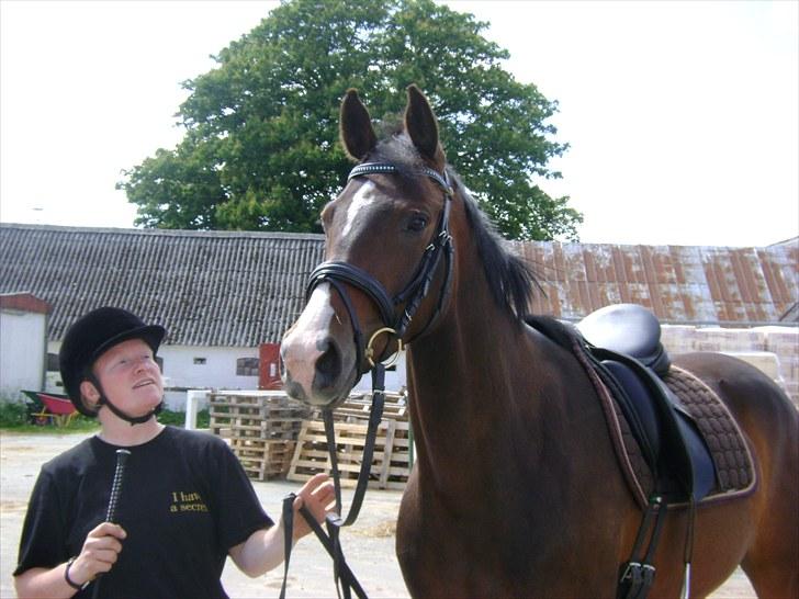 Dansk Varmblod Skovly's Alanta  billede 8