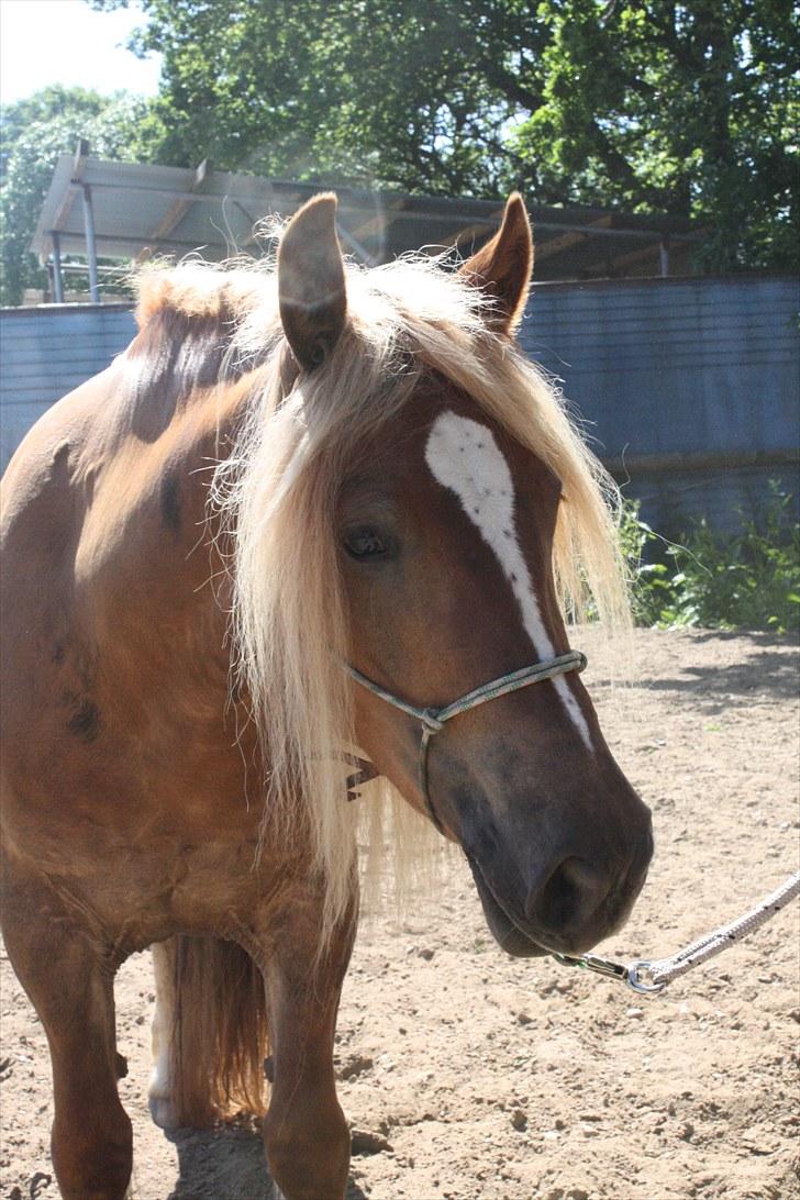 Anden særlig race Frønse - 16. juni 2010 billede 9