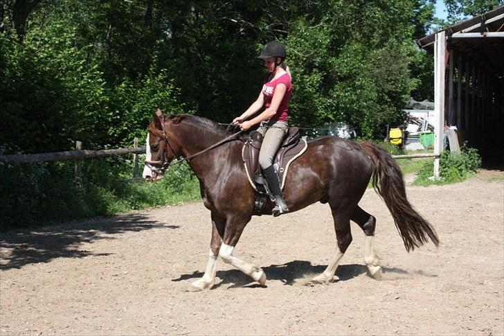 Anden særlig race Sam - 16. juni 2010 billede 16
