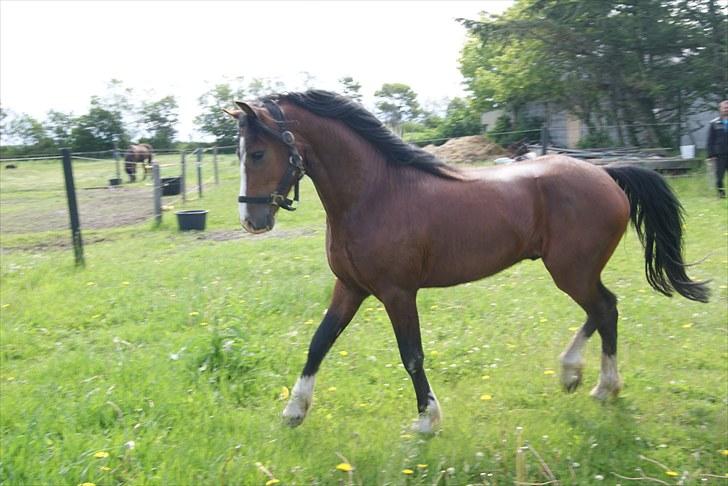 Welsh Pony af Cob-type (sec C) Rosengårdens Niam billede 1