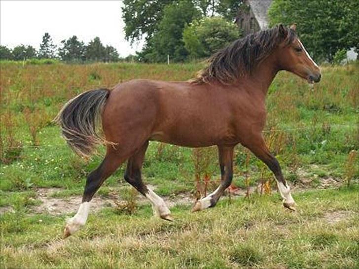 Welsh Pony af Cob-type (sec C) Rosengårdens Niam billede 2