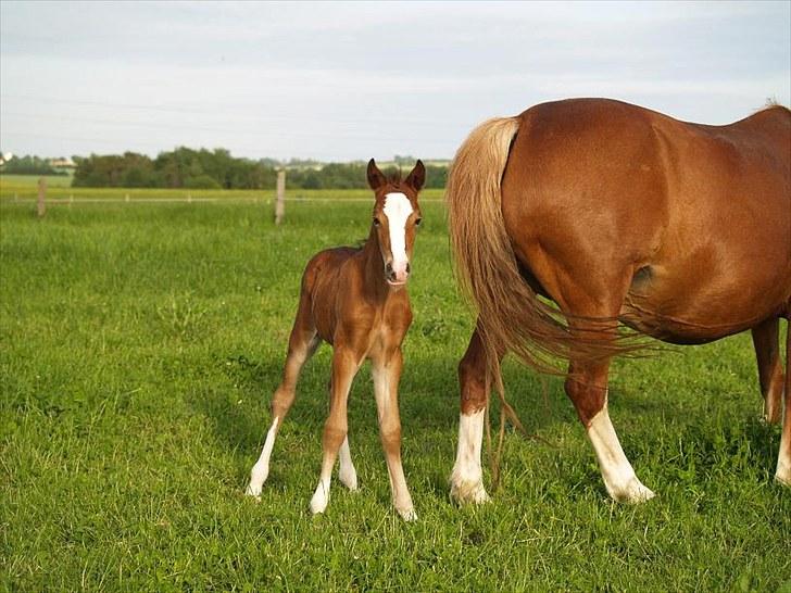 Welsh Pony af Cob-type (sec C) Rosengårdens Niam billede 3