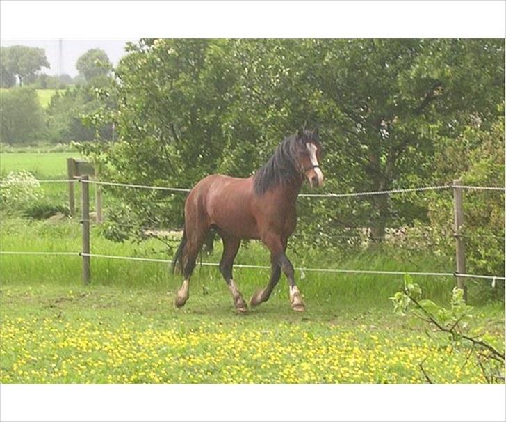 Welsh Pony af Cob-type (sec C) Rosengårdens Niam billede 4