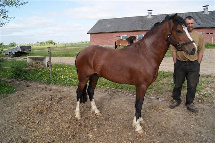 Welsh Pony af Cob-type (sec C) Rosengårdens Niam billede 5