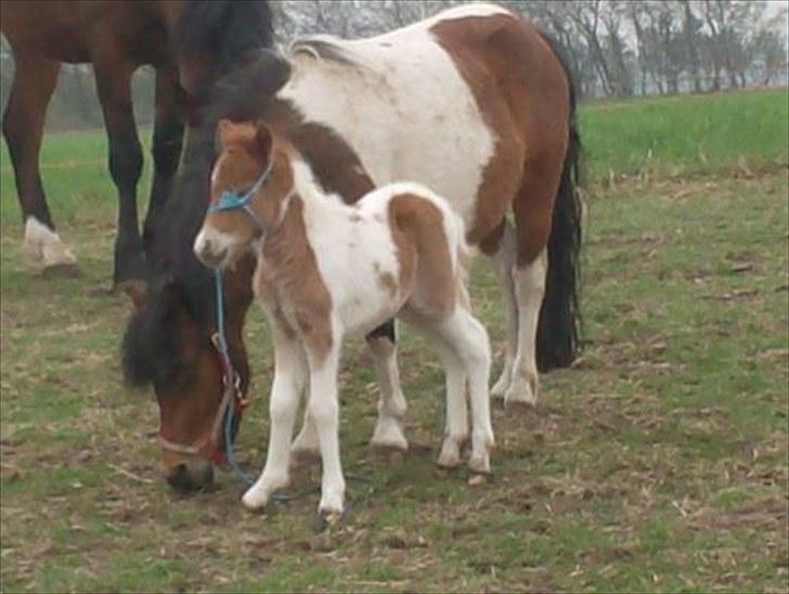 Anden særlig race Alladin fra Hersom ( DØD) - ja ser jeg ikke rank ud billede 11