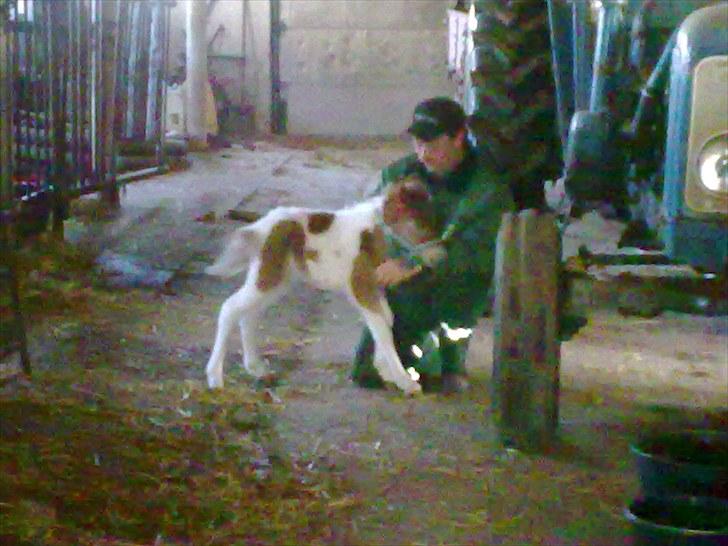 Anden særlig race Alladin fra Hersom ( DØD) - ja når de vil lege, så vil jeg også lege med dem, hi hi  billede 12