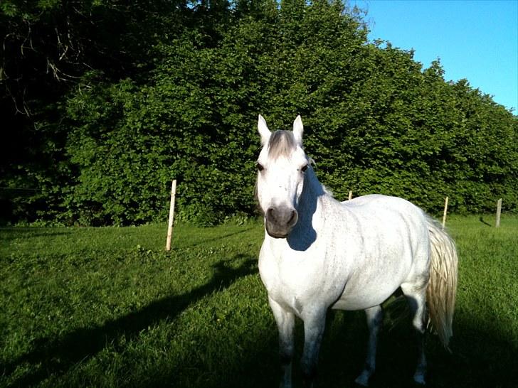 Welsh Cob (sec D) Santo billede 4