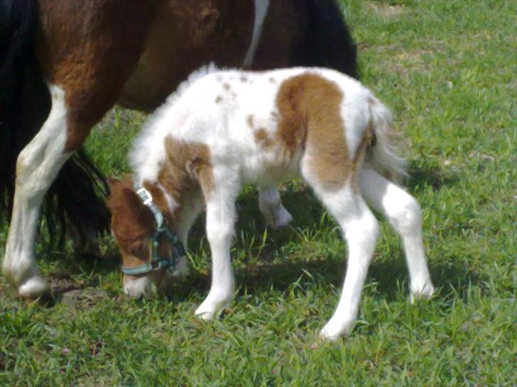 Anden særlig race Alladin fra Hersom ( DØD) - mmmmums dejligt græs billede 13