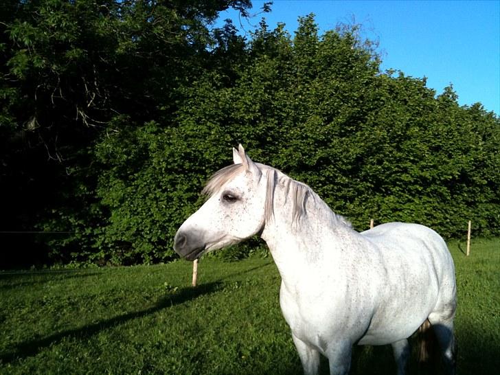 Welsh Cob (sec D) Santo billede 5