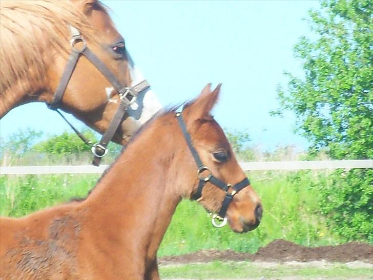 Anden særlig race Solos Alfredo  billede 8