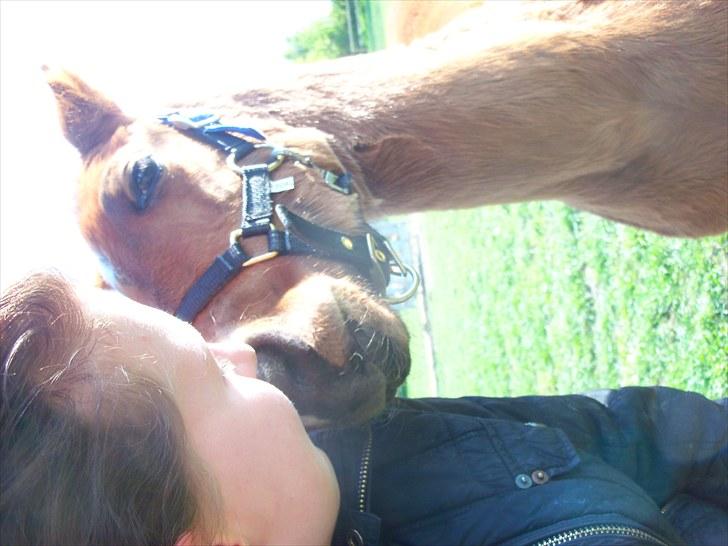 Anden særlig race Solos Alfredo  billede 9