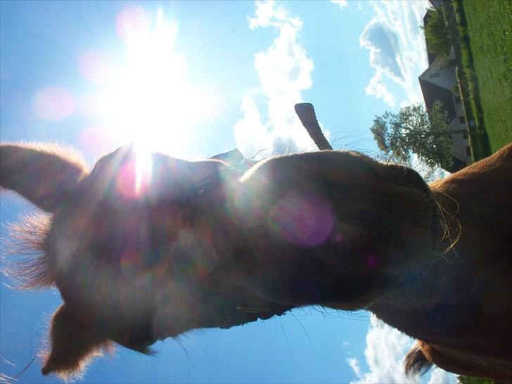 Anden særlig race Solos Alfredo  billede 10