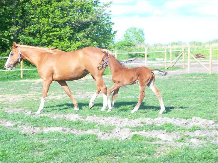 Anden særlig race Solos Alfredo  billede 11