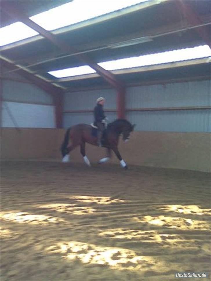 Dansk Varmblod Monsieur Don-Bell - R.I.P - Gamle ejer billede 13