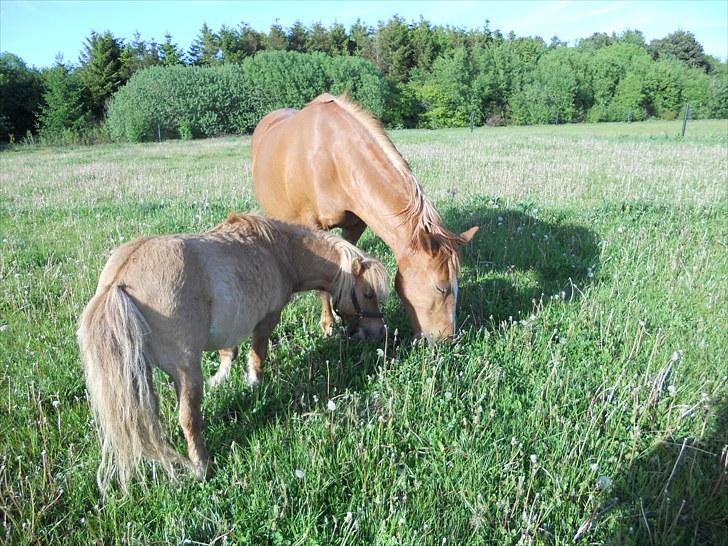 Shetlænder Guffy - En lille lækker frokost med Lena <3 billede 20