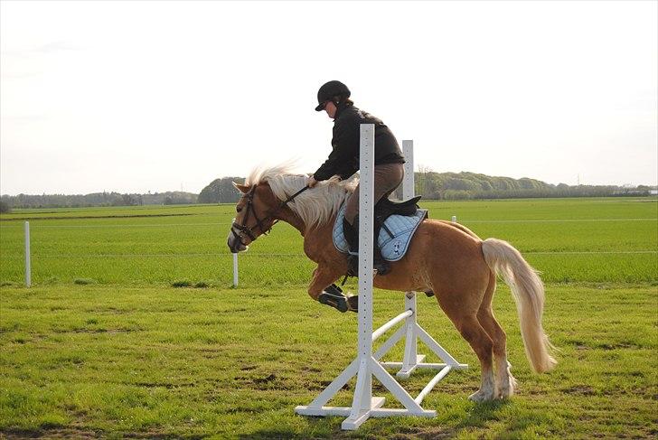 Haflinger Hafferlaffen  - janni og laffe springer billede 5