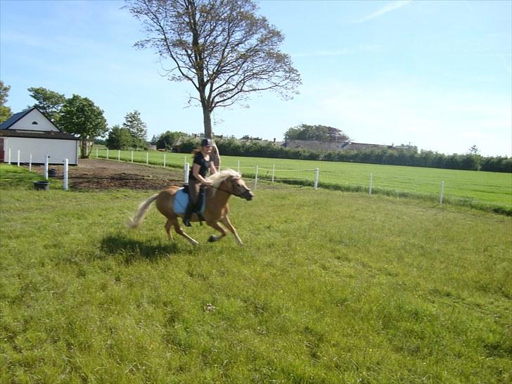 Haflinger Hafferlaffen  billede 6