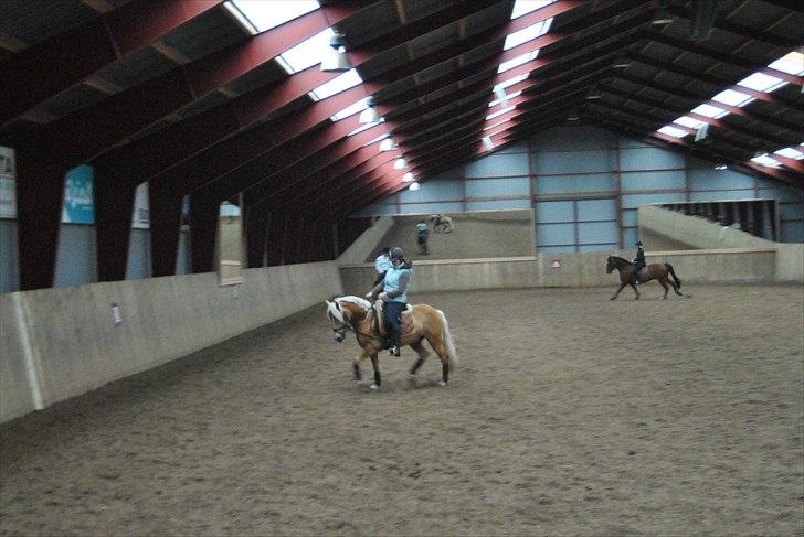 Haflinger Hafferlaffen  - janni og laffe til undervisning ved mads rom i hjallerup billede 7