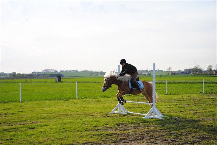 Haflinger Hafferlaffen  - janni og laffe springer billede 8