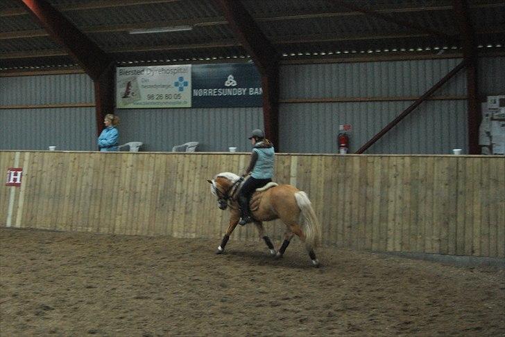 Haflinger Hafferlaffen  - janni og laffe til undervisning ved mads rom i hjallerup billede 9