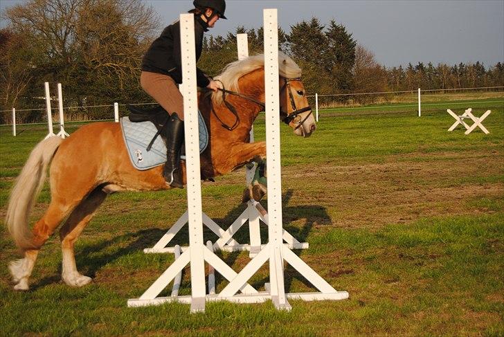 Haflinger Hafferlaffen  - janni og laffe springer billede 10