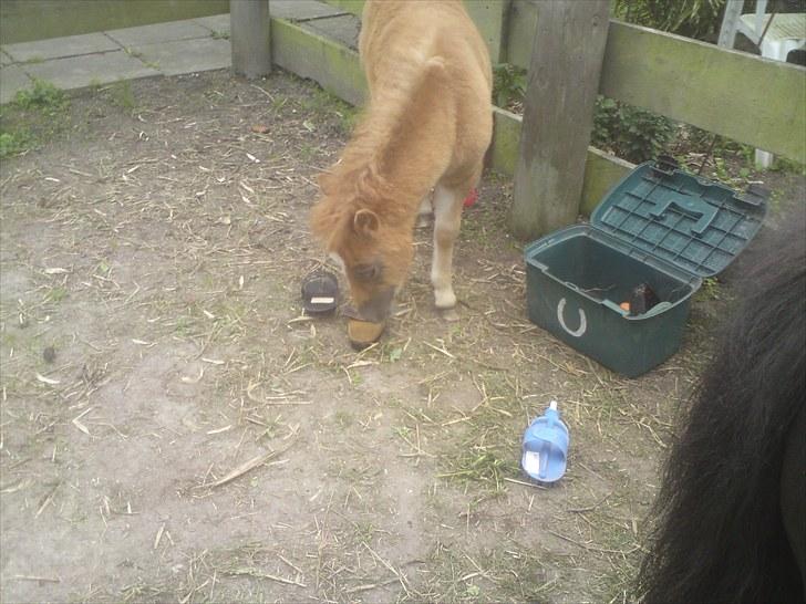 Shetlænder Maj 'SOLGT' - så skal der soteres. i alle de mærkelige dimser billede 18