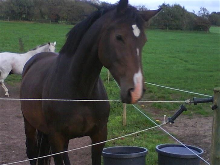 Dansk Varmblod Molly billede 1