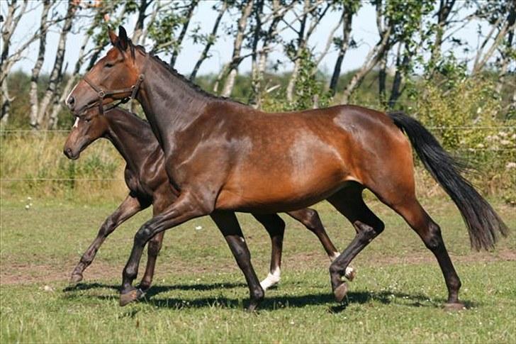 Dansk Varmblod Molly billede 2