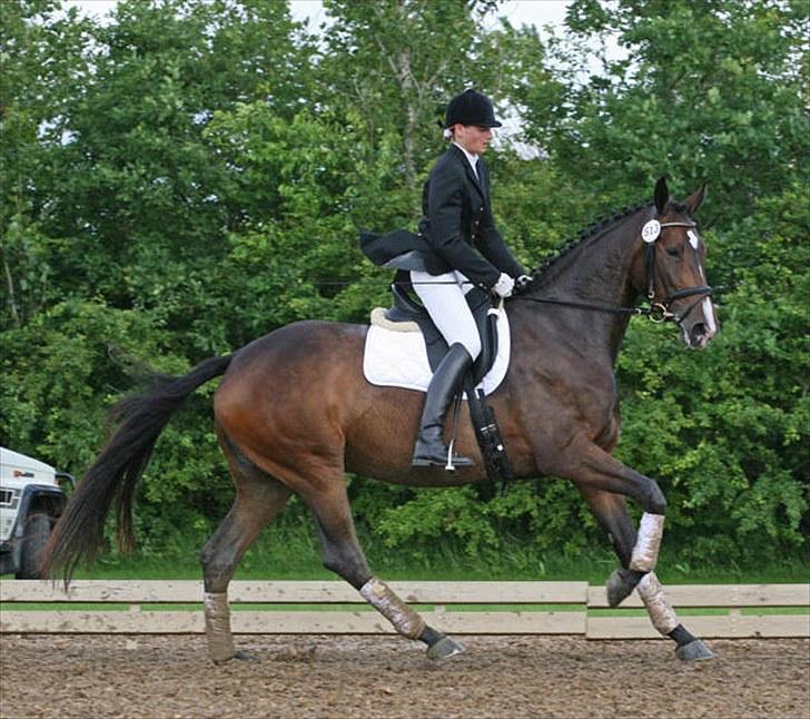 Dansk Varmblod Molly - Til sadelkåringen billede 3