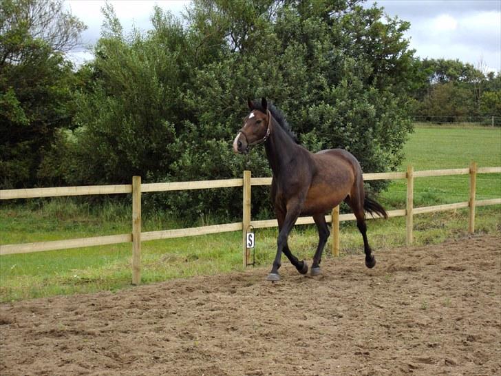 Dansk Varmblod Molly billede 4