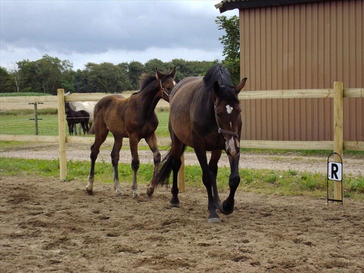Dansk Varmblod Molly - Molly og Dakar H billede 5
