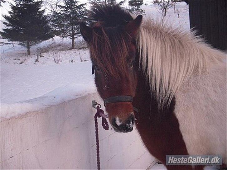 Islænder vera - at noget er perfekt, betyder ikke at det er fejlfrit, men at du ikke ønsker det anderledes:-) ja her er så min smukke og lidt sære hyp<3 billede 4