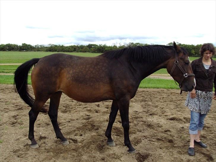 Dansk Varmblod Molly billede 6