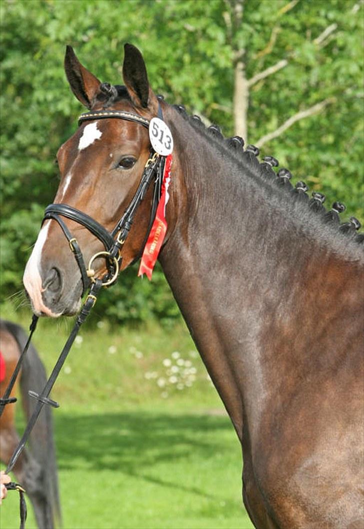 Dansk Varmblod Molly billede 7