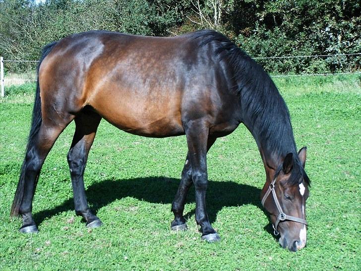 Dansk Varmblod Molly billede 8