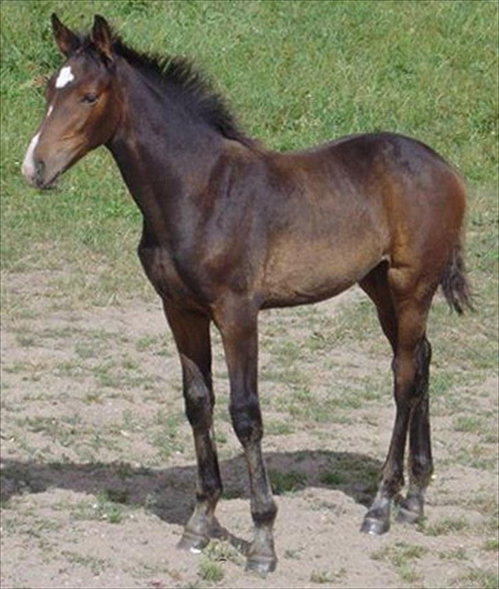 Dansk Varmblod Molly - Som plag billede 9