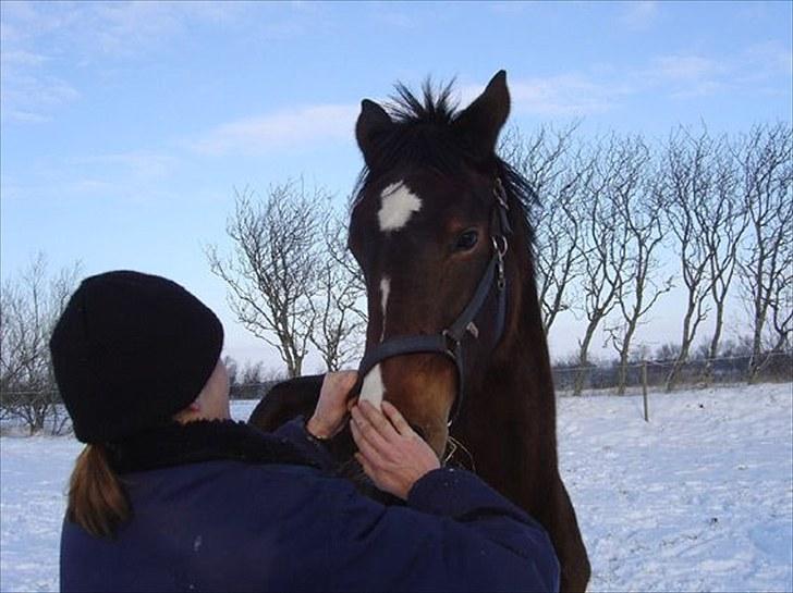 Dansk Varmblod Molly - Med gamle ejer. billede 10
