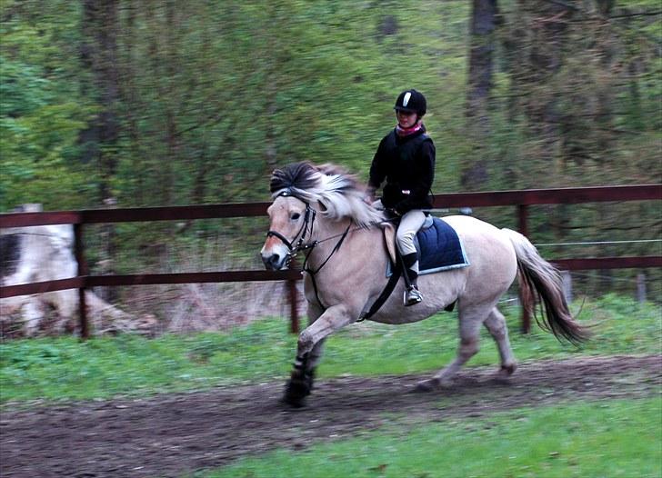 Fjordhest Prins*SOLGT* billede 3