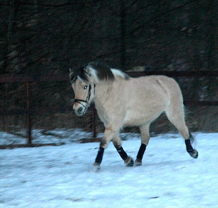 Fjordhest Prins*SOLGT* billede 7
