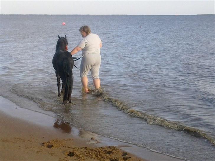 Dartmoor Lancelot - Solgt billede 7