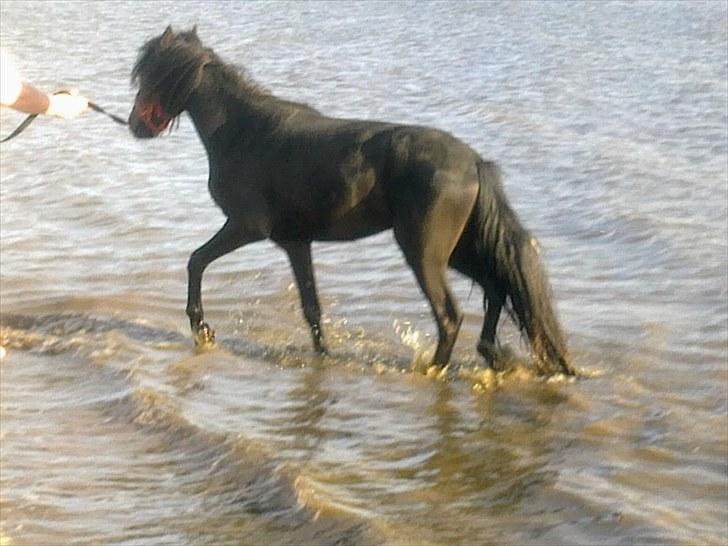 Dartmoor Lancelot - Solgt billede 8