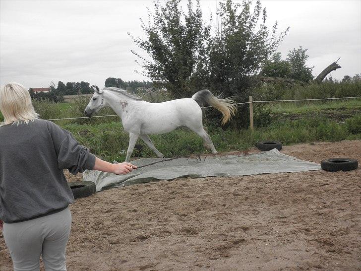 Arabisk fuldblod (OX)  belissa R.I.P - Træning på banen sommer 2010. billede 14